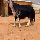 فحل نجدي