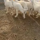 طليان حريه للبيع 14