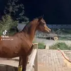 فرس شعبيه