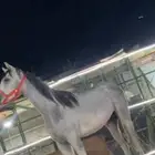 حصان واهو اصيل