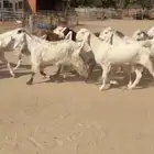 معزا بيض هولنديات