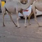 لقيه عدالها طيب بااحيل