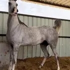 فرس كفو سليمه شرط