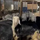 خرفان ورخال نجدي فل نظيف