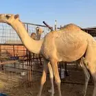 مفرود قعود اشقح سمين سليم شرط