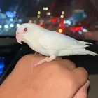 روز البينو أليف