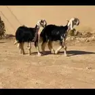 رخال نجد نوادر ( تم البيع )