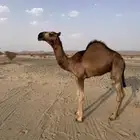 قعود احمر كفو
