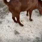 تبس فحل جذع