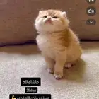 كيتن ذكر بريتش بيور مستوى تبارك الله