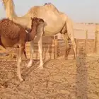 ناقة خلفه مجموع