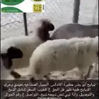 ذبيح ابو بندر