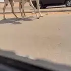 لقحات وضح اباكير ثنايا كفوو
