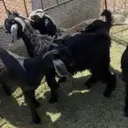 تيوس للبيع