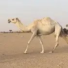للبيع وضحا سمين ولا قد استالدت وناقه طيبه واطيب من التصوير