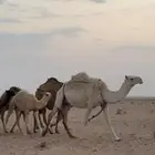 للبيع عشرا تحتها بكره على جميع الشروط