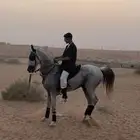 حصان واهو