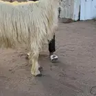 فحل نجدي مشروط
