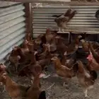 دجاج فرنسي بيور فواخر