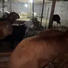 حري سواكن تيوس نشرط اللحم
