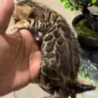 قطط بنغال براون مستويات قوية متبقي ذكر وانثى