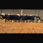 عرض بيع ثنوات وجذعات