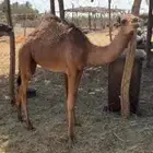 قعدان للبيع
