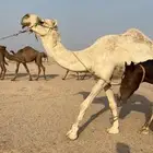للبيع رحول