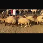 للبيع غنم نعيم دفيع شرط فاخره 40 راس