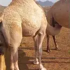 قعود فل الفل للبيع