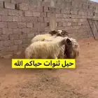غنم نعيم حيل للبيع