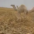 حاشي حوار عمره 7 شهور سمين ويرضع تحت امه