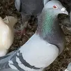 حمام زاجل و فرنسي