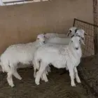 بهم حري للبيع