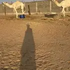 قعدان للبيع