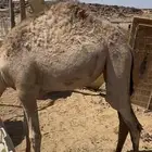 بكره للبيع