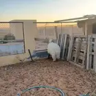 جذع نعيمي فااخر