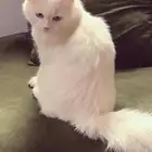 قطه انثى للتبني