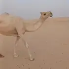 خلفة شقحا