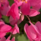 للبيع متسلقة المرجان او دموع العروسة عدد 1500 شتلة