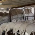 خرفان عدد 19 كلها انتاج الغنم نظيفه