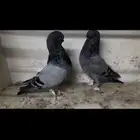 للبيع لونق فيس