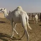 بكره وضحاء حليوه ساسها طيب الي بيقني او اسكين