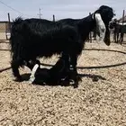 عنر عارضيه طيبه جرم طيب خلفه