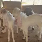 تيوس للبيع