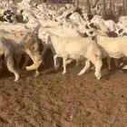 طليان سواكني مرابي شهرين واضاحي