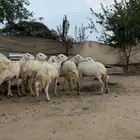 ثلوث المنظر