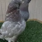 جوز لونق كلين