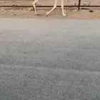 لقحه كفو