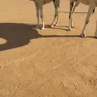 عشرا باتليه كفو